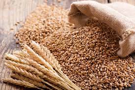 Rabi crops: Wheat